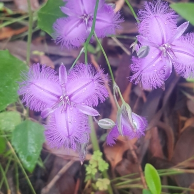 Thysanotus tuberosus subsp. tuberosus (Common Fringe-lily) at Manyana, NSW - 16 Dec 2020 by JulieL