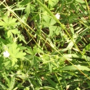 Geranium sp. at Jones Creek, NSW - 11 Apr 2012