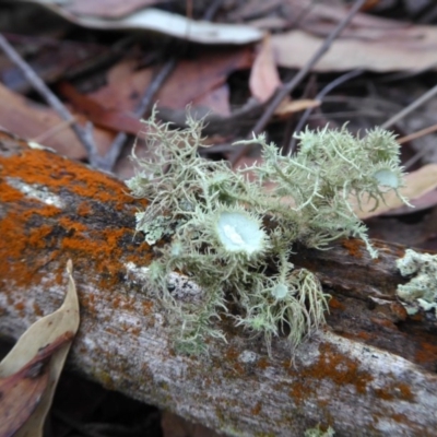 Usnea sp. (genus) (Bearded lichen) at Yass River, NSW - 16 Dec 2020 by SenexRugosus