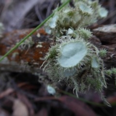 Usnea sp. (genus) at Yass River, NSW - 17 Dec 2020