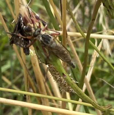 Synemon plana (Golden Sun Moth) at Curtin, ACT - 14 Dec 2020 by RAllen