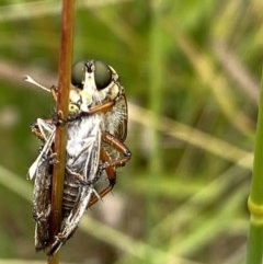 Synemon plana (Golden Sun Moth) at Yarralumla, ACT - 14 Dec 2020 by RAllen