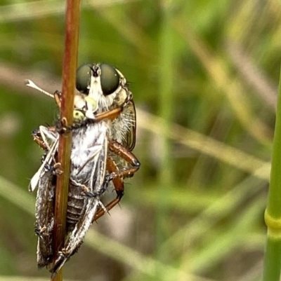 Synemon plana (Golden Sun Moth) at Yarralumla, ACT - 14 Dec 2020 by RAllen