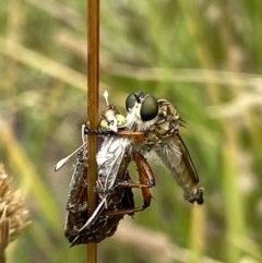 Synemon plana at Yarralumla, ACT - 14 Dec 2020 01:20 PM