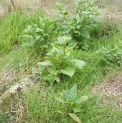 Phytolacca octandra (Inkweed) at Nangus, NSW - 11 Mar 2011 by abread111