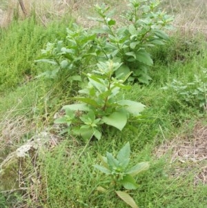 Phytolacca octandra at Nangus, NSW - 11 Mar 2011 03:07 PM