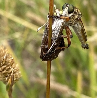 Zosteria sp. (genus) (Common brown robber fly) at Yarralumla, ACT - 14 Dec 2020 by RAllen