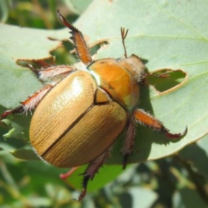 Anoplognathus hirsutus at Rendezvous Creek, ACT - 11 Dec 2020