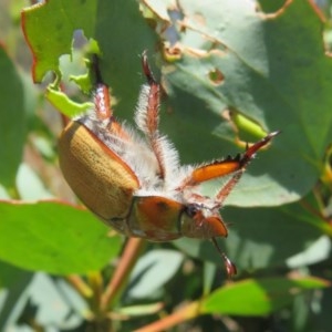 Anoplognathus hirsutus at Rendezvous Creek, ACT - 11 Dec 2020