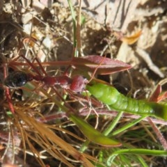 Myrmecia simillima (A Bull Ant) at Mount Clear, ACT - 11 Dec 2020 by Christine