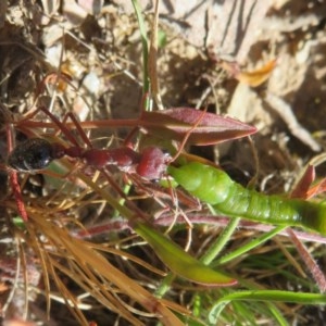 Myrmecia simillima at Mount Clear, ACT - 11 Dec 2020