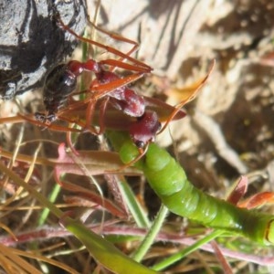 Myrmecia simillima at Mount Clear, ACT - 11 Dec 2020