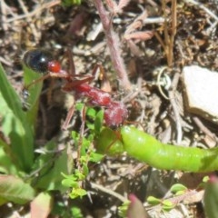 Myrmecia simillima at Mount Clear, ACT - 11 Dec 2020 12:00 PM