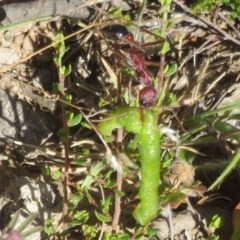 Myrmecia simillima at Mount Clear, ACT - 11 Dec 2020 12:00 PM