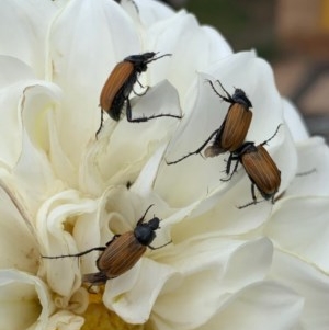 Phyllotocus rufipennis at Murrumbateman, NSW - 15 Dec 2020