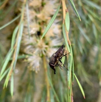 Stomorhina sp. (genus) (Snout fly) at Murrumbateman, NSW - 16 Dec 2020 by SimoneC
