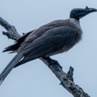 Philemon corniculatus (Noisy Friarbird) at Mount Majura - 16 Dec 2020 by sbittinger