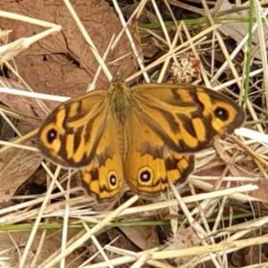 Heteronympha merope at Cook, ACT - 14 Dec 2020 09:41 AM