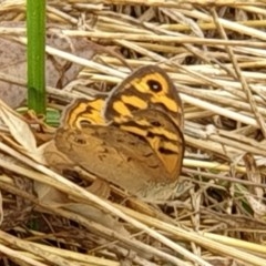 Heteronympha merope at Cook, ACT - 14 Dec 2020 09:41 AM