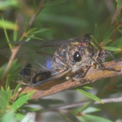 Galanga labeculata (Double-spotted cicada) at Molonglo Valley, ACT - 15 Dec 2020 by Harrisi