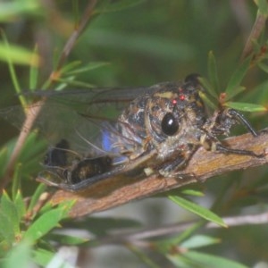 Galanga labeculata at Molonglo Valley, ACT - 15 Dec 2020