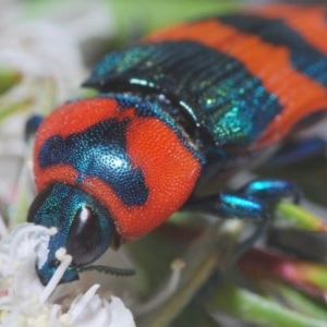 Castiarina flavosignata at Yarralumla, ACT - 15 Dec 2020 05:32 PM