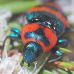 Castiarina flavosignata at Yarralumla, ACT - 15 Dec 2020 05:32 PM