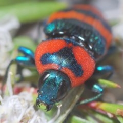 Castiarina flavosignata at Yarralumla, ACT - 15 Dec 2020