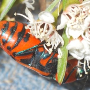 Castiarina flavosignata at Yarralumla, ACT - 15 Dec 2020 05:32 PM