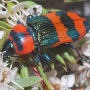 Castiarina flavosignata at Yarralumla, ACT - 15 Dec 2020 05:32 PM