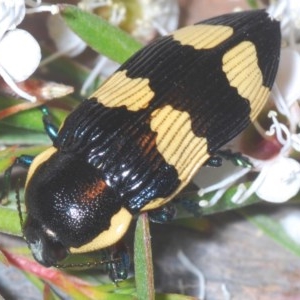 Castiarina marginicollis at Downer, ACT - 16 Dec 2020