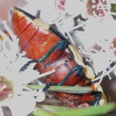 Castiarina marginicollis at Downer, ACT - 16 Dec 2020