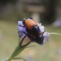 Phyllotocus navicularis (Nectar scarab) at Pollinator-friendly garden Conder - 17 Dec 2020 by michaelb