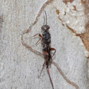 Eupelmidae (family) at Acton, ACT - 14 Dec 2020 12:25 PM