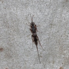 Eupelmidae (family) at Acton, ACT - 14 Dec 2020 12:25 PM