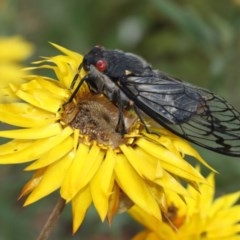 Psaltoda moerens (Redeye cicada) at Acton, ACT - 13 Dec 2020 by TimL