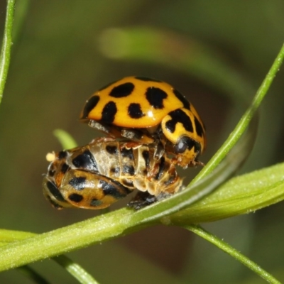 Harmonia conformis (Common Spotted Ladybird) at Acton, ACT - 11 Dec 2020 by TimL