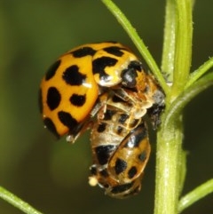 Harmonia conformis at Acton, ACT - 11 Dec 2020 12:34 PM