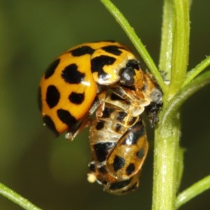 Harmonia conformis at Acton, ACT - 11 Dec 2020