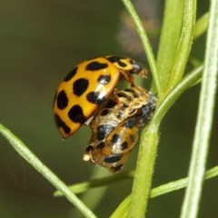 Harmonia conformis at Acton, ACT - 11 Dec 2020 12:34 PM