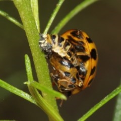 Harmonia conformis at Acton, ACT - 11 Dec 2020