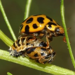 Harmonia conformis at Acton, ACT - 11 Dec 2020 12:34 PM