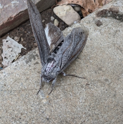 Endoxyla cinereus (Giant Wood Moth) at Gateway Island, VIC - 17 Dec 2020 by ChrisAllen