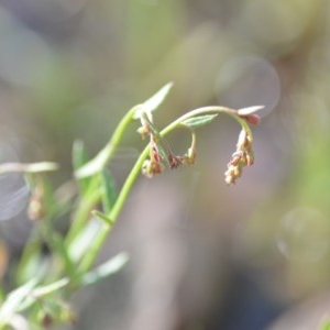 Gonocarpus tetragynus at Wamboin, NSW - 17 Oct 2020