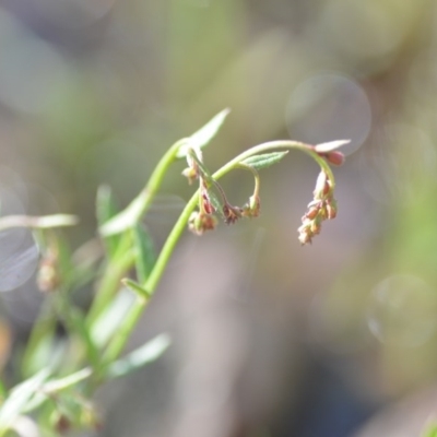 Gonocarpus tetragynus (Common Raspwort) at Wamboin, NSW - 17 Oct 2020 by natureguy