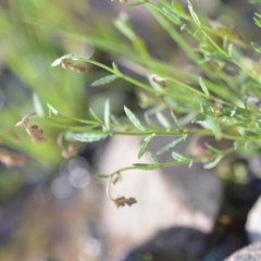 Gonocarpus tetragynus at Wamboin, NSW - 17 Oct 2020