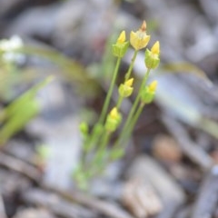 Cicendia quadrangularis (Oregon Timwort) at Wamboin, NSW - 17 Oct 2020 by natureguy