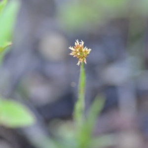 Luzula sp. at Wamboin, NSW - 17 Oct 2020