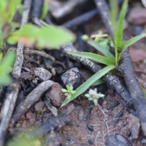 Luzula sp. at Wamboin, NSW - 17 Oct 2020