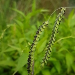 Paspalum dilatatum (Paspalum) at City Renewal Authority Area - 18 Dec 2020 by trevorpreston